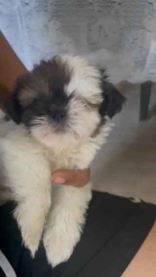 Pure Breed Shih Tzu Puppies in Sacramento, California