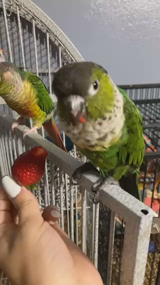 Bonded Conures With Cage in Phoenix, Arizona