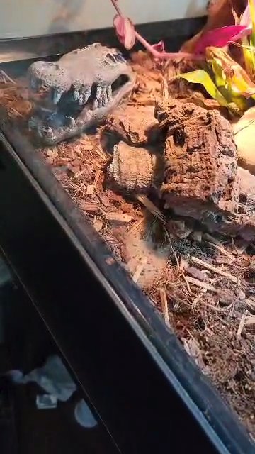 young cornsnake in Dayton, Ohio