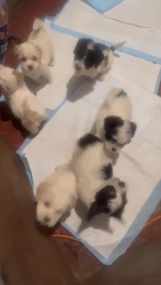 Puppies in California City, California