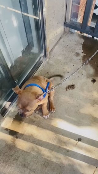 American Pocket Bully (puppy) in Dallas, Texas