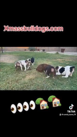 Bulldogs in Yuma, Arizona