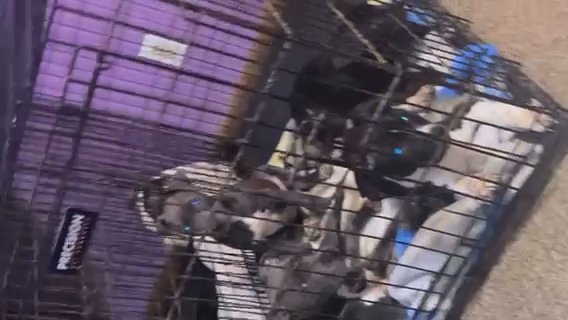 Pit Bull Puppies in New York City, New York