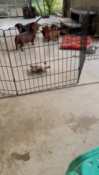 Dachshund Puppies in San Antonio, Texas