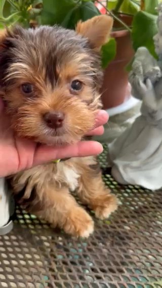 AKC chocolate Yorkshire Terrier in Lexington, North Carolina