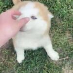 AKC Female Siberian Husky in Macomb, Illinois