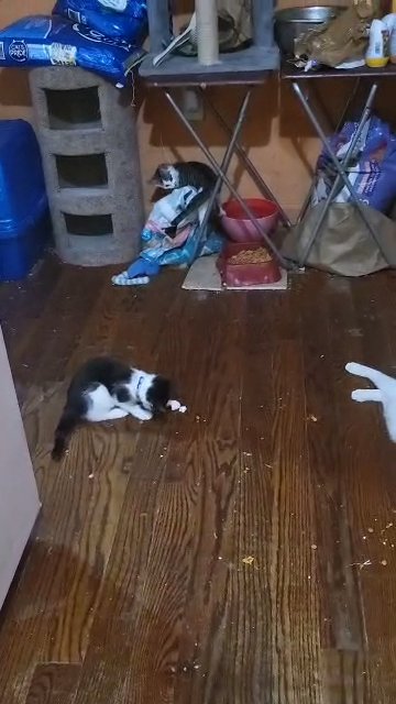 4MONTHS  KITTY GIRL  $125  BROOKLYN  NYC in New York City, New York