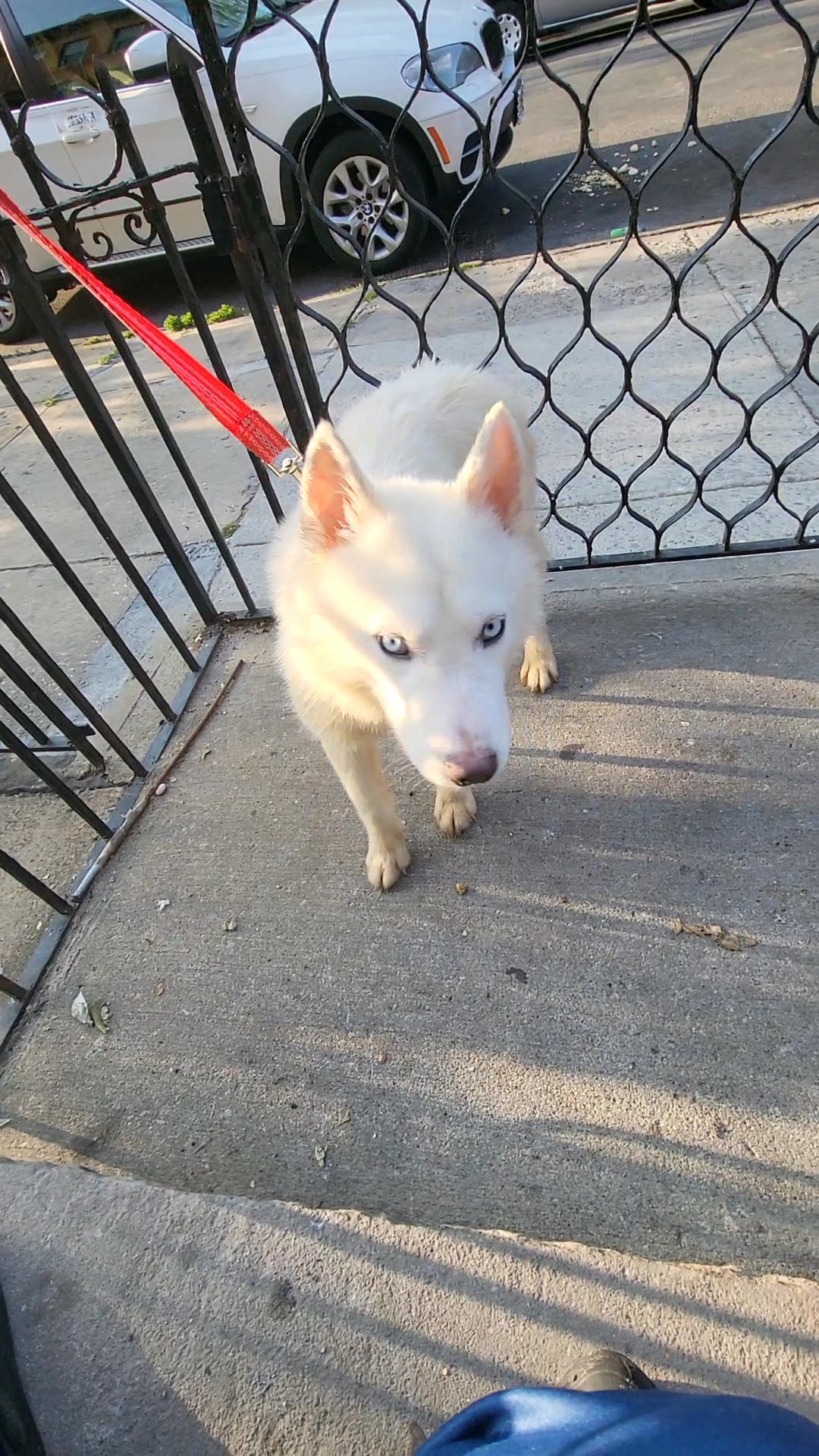 Big husky GIRL 8mnths  $700  nyc Brooklyn in New York City, New York