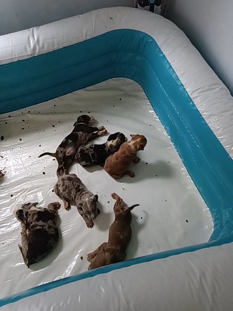 XL American Bully puppies in State College, Pennsylvania