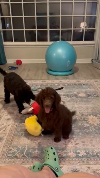 Smokey And Bryce Playing in Jacksonville, North Carolina