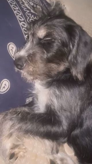Puppy For Sale in Houston, Texas