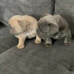 Beautiful Frenchies in Arizona City, Arizona