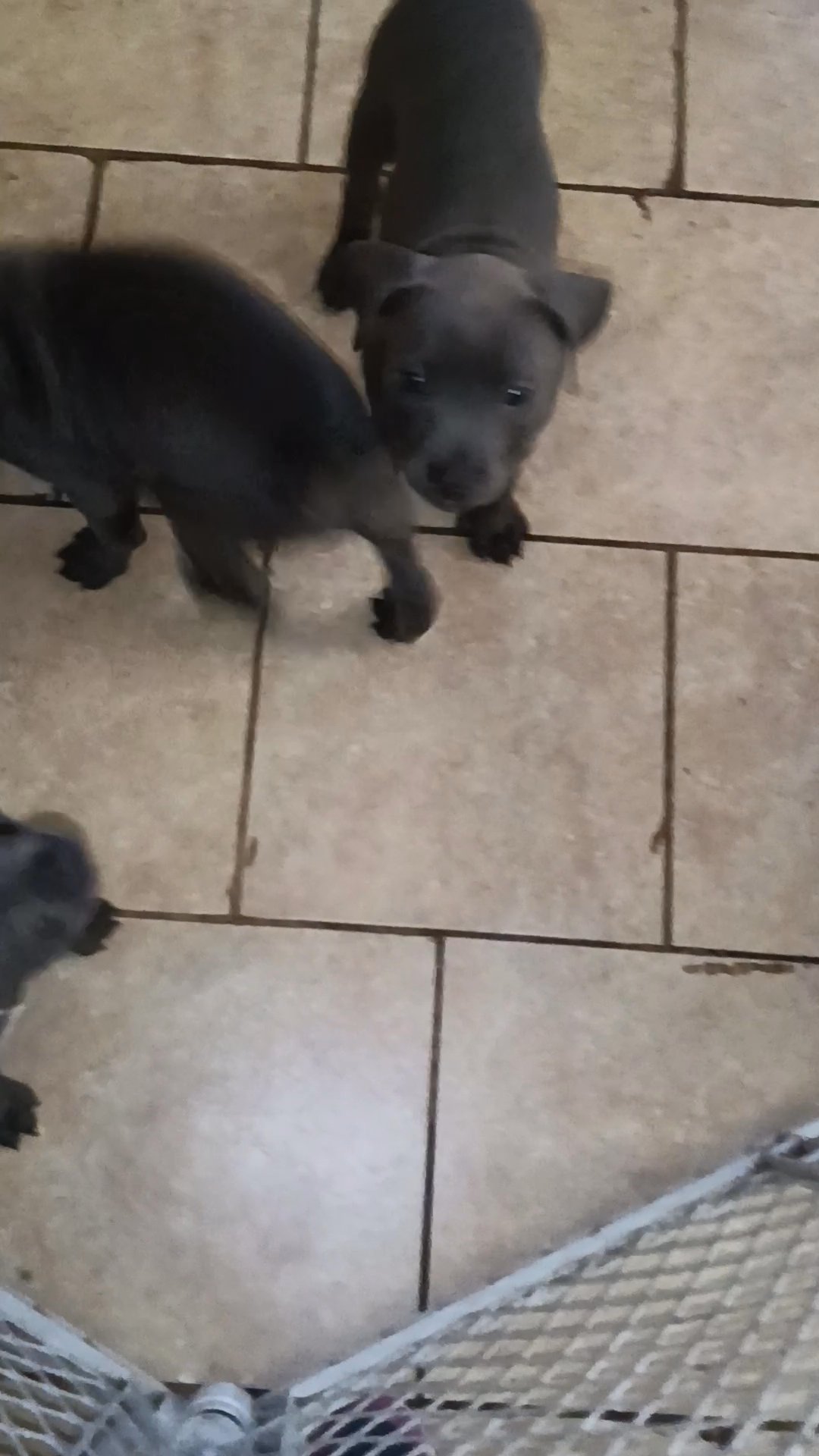 Violet the pitbull in Arizona City, Arizona