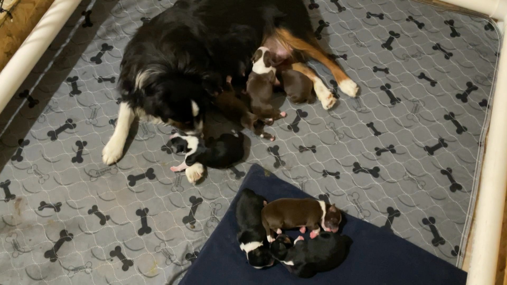 Mini Aussie puppies born 7/26/23. in Arizona City, Arizona