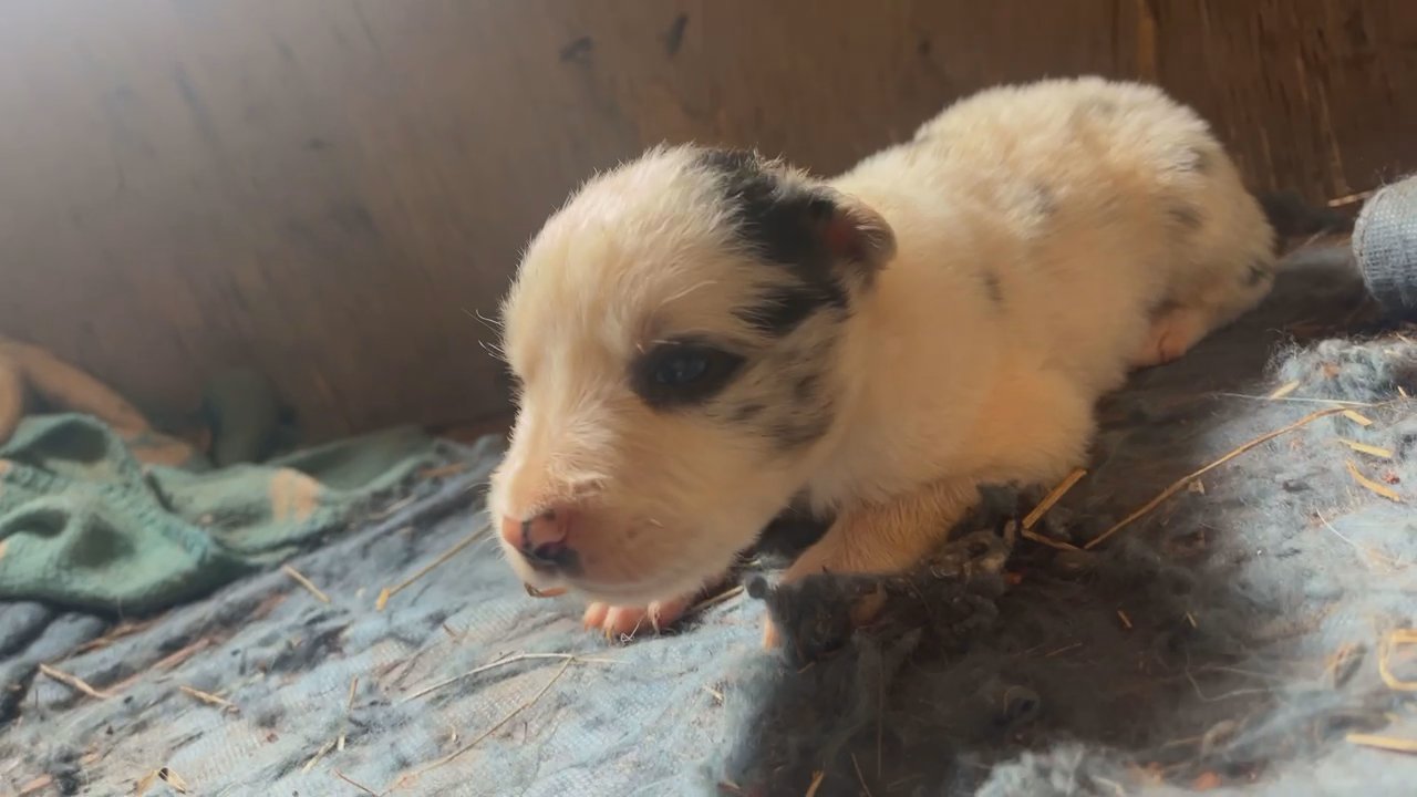 Border Collie Puppies AKC & non AKC in Arizona City, Arizona