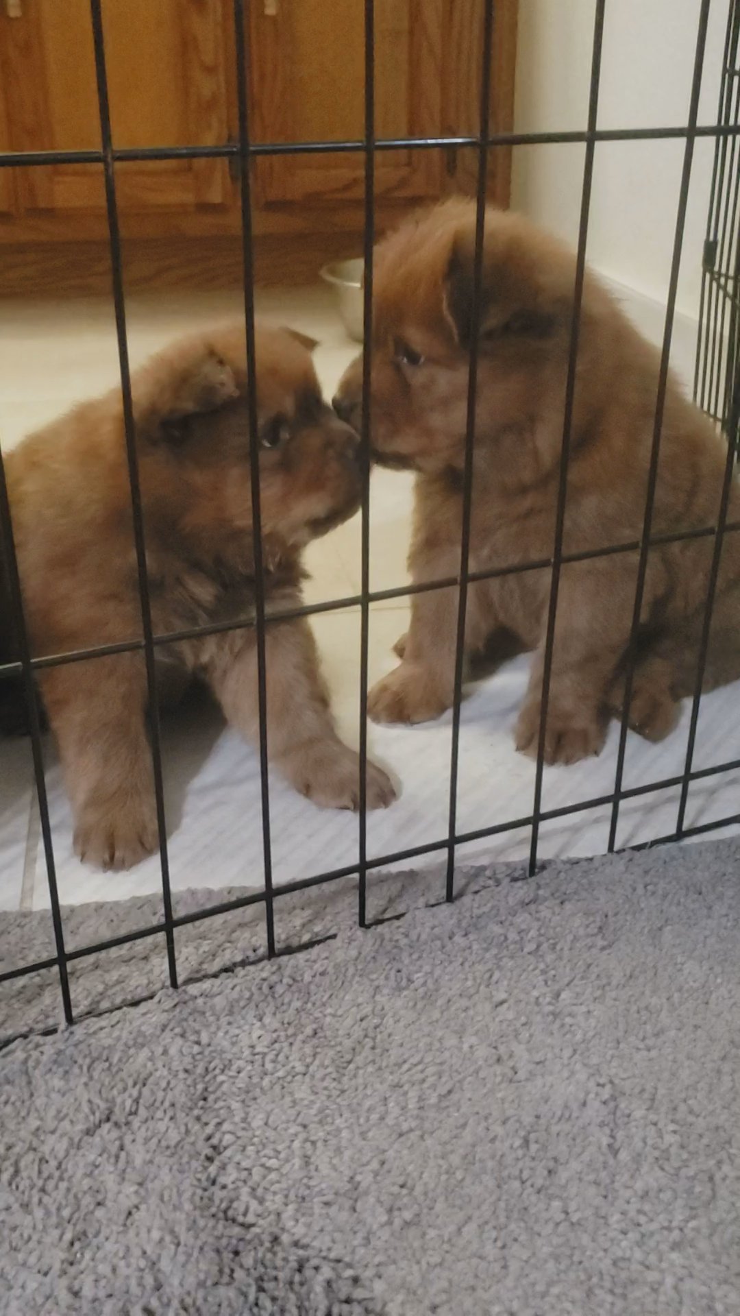 Chow chow puppies in Arizona City, Arizona