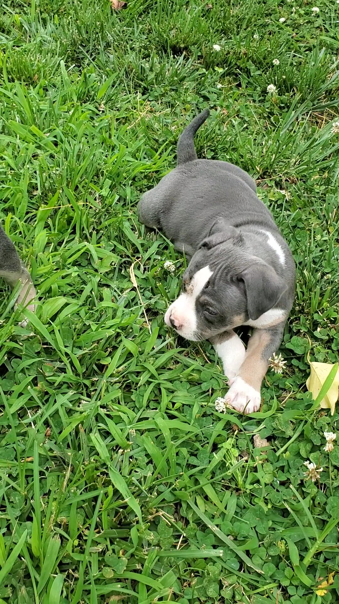 Tri bully pups in Arizona City, Arizona