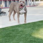 Another Level Bully's in Arizona City, Arizona
