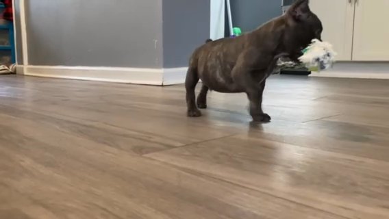 Frenchie 8 Weeks Old! Ready For New Homes in Pittsburgh, Pennsylvania
