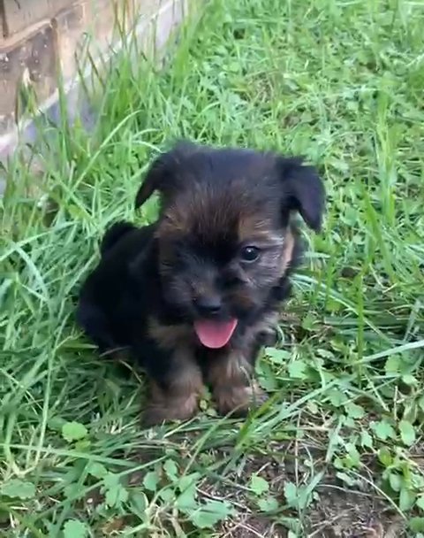 Yorkshire Terrier in Nashville, Tennessee