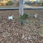 Huskita pups in Arizona City, Arizona