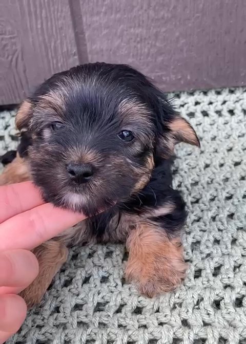 Yorkshire Terrier in Nashville, Tennessee