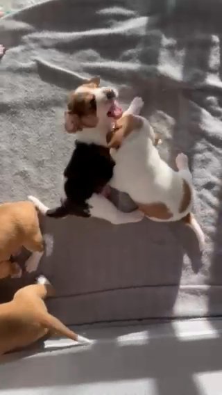 Beagle Puppies in Moreno Valley, California