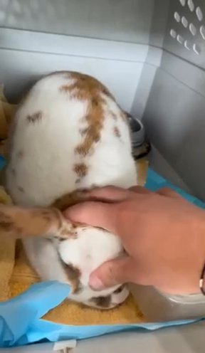 Male Rabbit 1-2 Years Old (not Neutered) in Graham, Washington