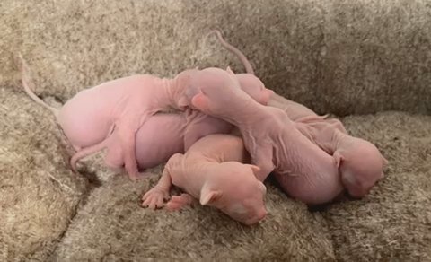 Sphynx SOLD in Orlando, Florida