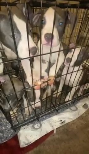 Staffordshire Bull Terrier  Puppies in Atlanta, Georgia