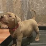 Xl American bullies 6wks old in Arizona City, Arizona