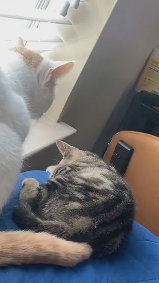 Simba And Nala in Conway, South Carolina