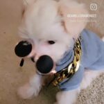 Tiny Maltese Puppy in Woodbridge, Virginia