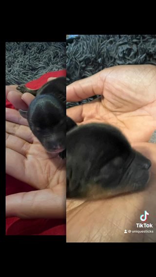 Yorkies in Newark, Delaware