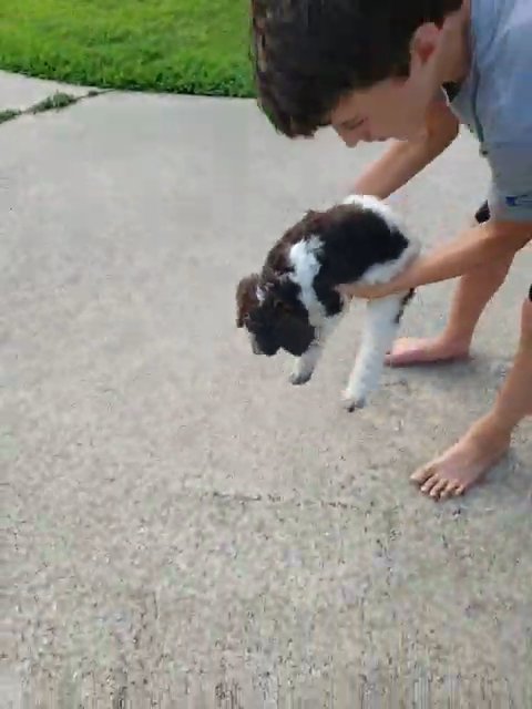 chocolate and white parti Labradoodle in Birmingham, Alabama