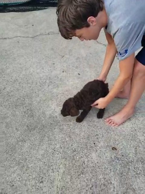 chocolate male labradoodle in Birmingham, Alabama