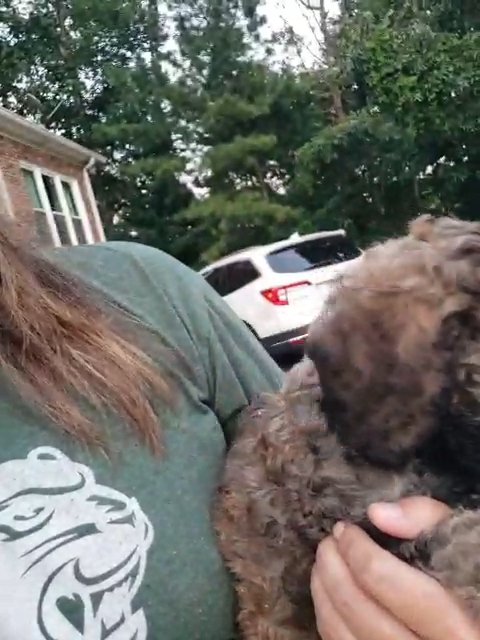 sable male labradoodle in Birmingham, Alabama