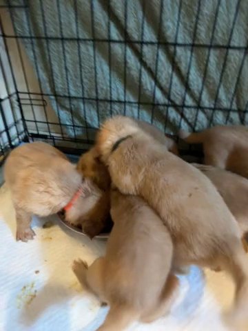 8 Golden Retriever For Sale in Orlando, Florida