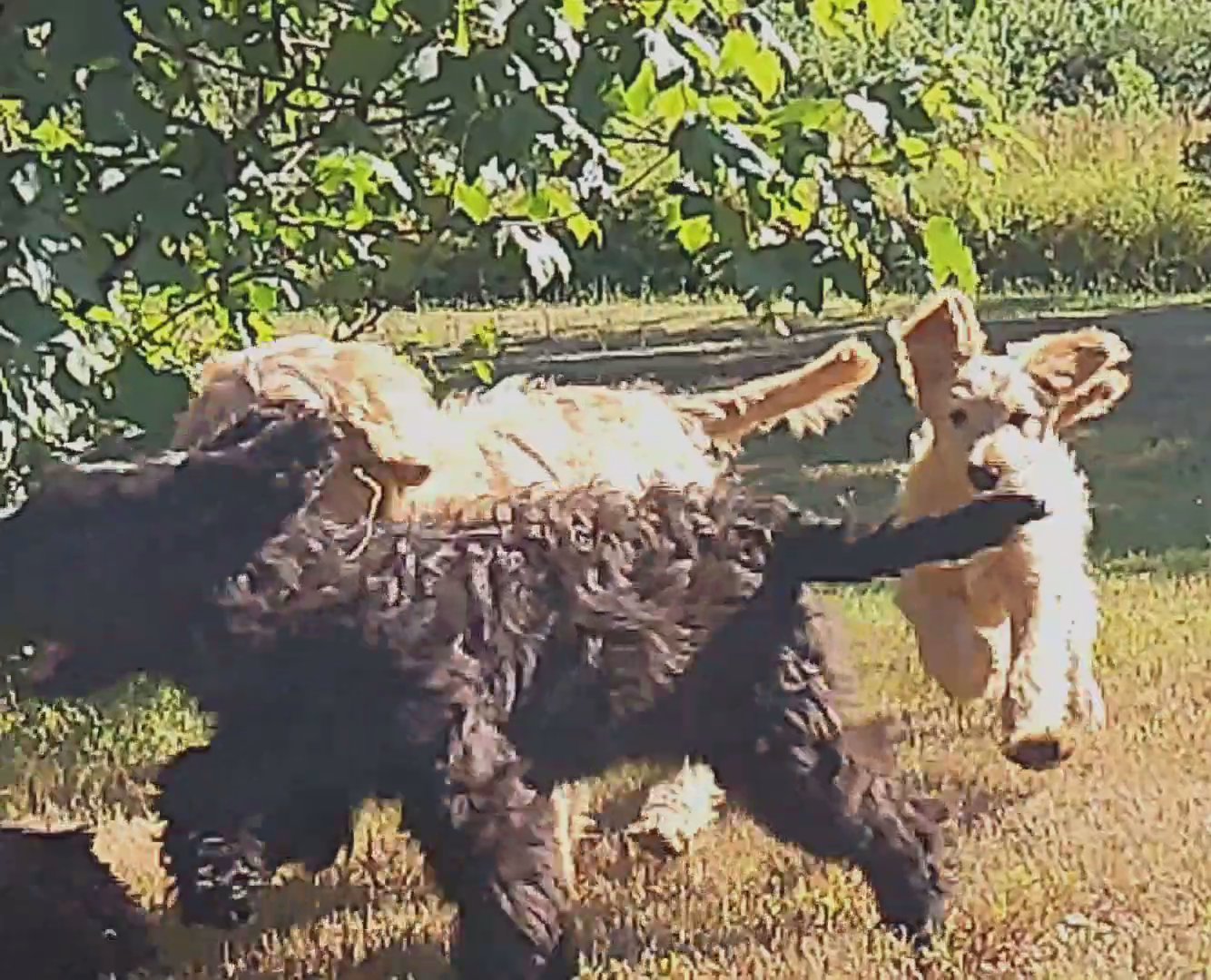 F1 Standard Goldendoodle puppies in Astoria, Oregon