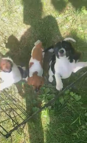 puppies for sale in Hockessin, Delaware