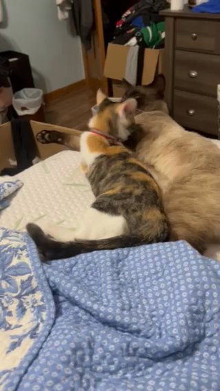 Female Calico Kitty in Streamwood, Illinois