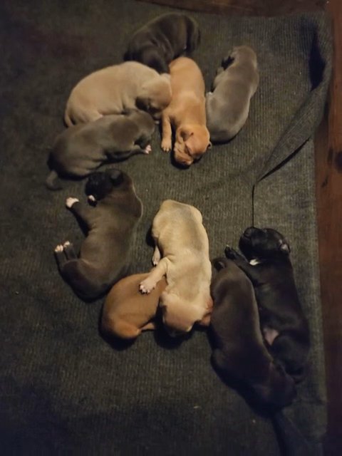 ABKC AMERICAN BULLY PUPPIES in St. Louis, Missouri