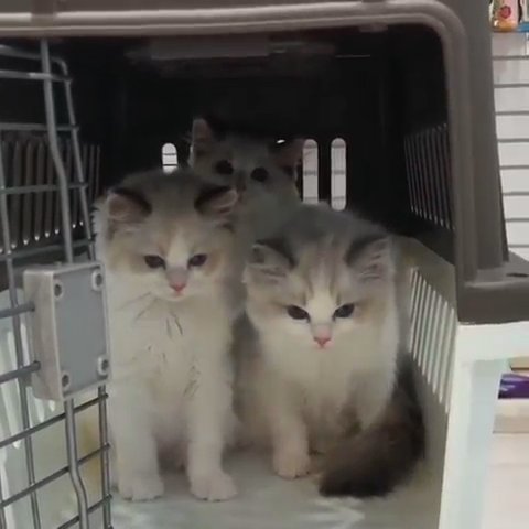 Adorable Ragdoll Kittens For Sale in Washington, District of Columbia