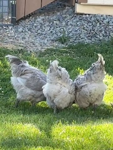Lavender Orpington roosters set of three in Corning, New York