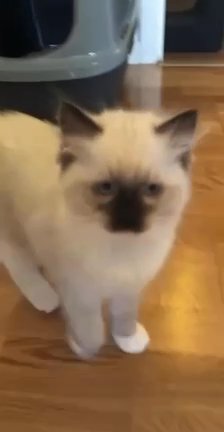 Best Trained Ragdoll Kittens For Ssle in Washington, District of Columbia