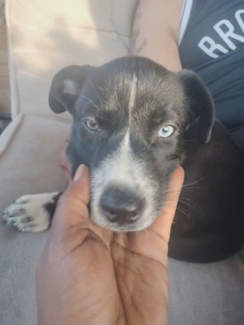 ebony in Buffalo, New York