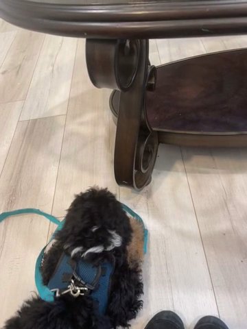 Bo The Mini Sheepadoodle in Farmington Hills, Michigan