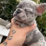 Blue Merle (Grinch) in Ontario, California