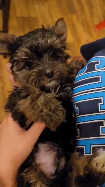 AKC Tiny Yorkie boy in Augusta, Georgia