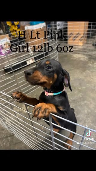 Rehoming AKC European Doberman Pincher South Carolina in Sumter, South Carolina